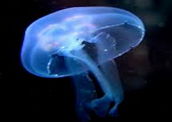 Água-viva: também conhecida como medusa