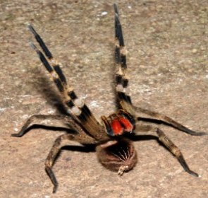 Foto de uma aranha armadeira no chão