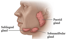 Resultado de imagem para glandulas salivares