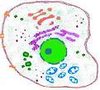 Membrana Plasmática envolvendo as organelas da célula