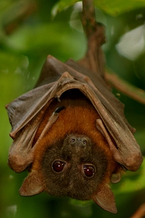 Foto de um morcego marrom de cabeça para baixo e de olhos abertos