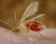 mosquito-palha.jpg