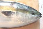 Atum: peixe rico em Ômega 3