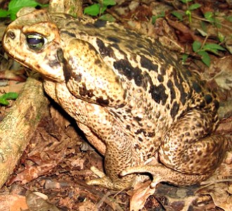Rhinella schneideri Foto de um sapo da espécie Rhinella schneideri