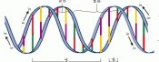 Estrutura do Ácido Ribonucleico (ARN)