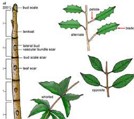 Anatomia Vegetal: estudo das estruturas das plantas