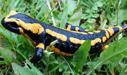 Foto de uma salamandra preta e amarela no mato