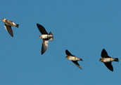Andorinha: exemplo de pássaro migratório