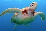 Tartaruga Marinha: exemplo de animal pecilotérmico