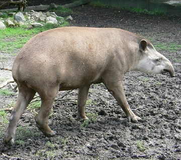 Foto de uma anta-brasileira Foto de uma anta-brasileira