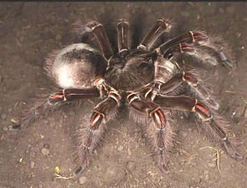 Foto de uma aranha-golias-comedora-de-p&aacute;ssaros