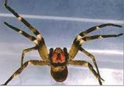 Armadeira: uma das aranhas mais venenosas do mundo