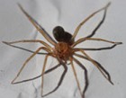 Foto de uma aranha-marrom