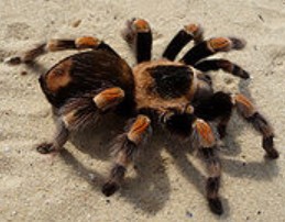 Foto de uma aranha tarântula