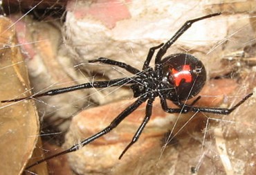 foto de uma aranha viúva-negra na teia