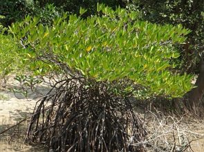 Foto de um arbusto de manguezal