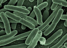 Imagem de microscópio da bactéria Escherichia coli