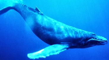 Foto de uma baleia