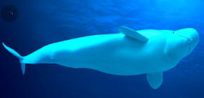 Foto de uma baleia-branca na água