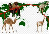 Biogeografia: distribuição dos seres vivos no planeta Terra