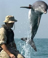 Foto de um biólogo marinho com golfinho