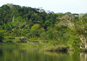 Bioma Amazônia: um dos mais ricos ecossistemas do mundo