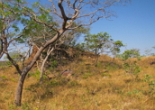 Bioma Cerrado: vegetação com gramíneas e arbustos.