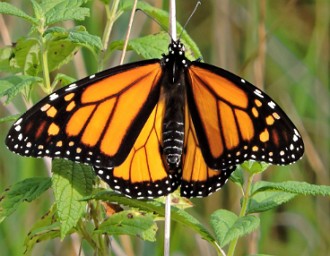Borboleta Monarca Foto de uma Borboleta Monarca