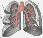 Brônquios: conduz o ar até os pulmões