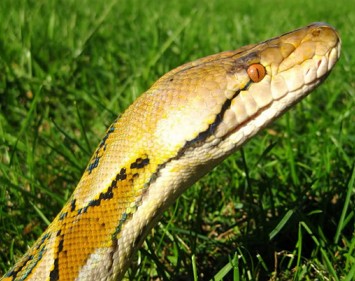 Cabeça da píton-reticulada Cabeça da píton-reticulada