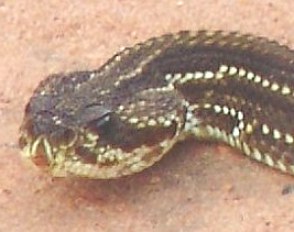 Foto da cabeça de uma cobra cascavel