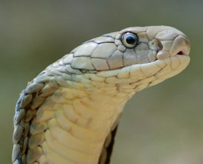 Foto da cabeça da cobra-real