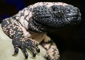 Cabeça de um monstro-de-gila