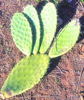 Foto mostrando cactos com espinhos