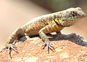 Tropidurus itambere: exemplo de espécie de calango