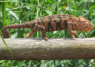 Camaleão Foto de um camaleão andando num galho de árvore