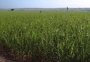 Plantação de cana-de-açúcar, fonte de biomassa