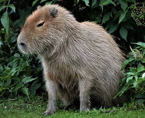 Foto de uma capivara