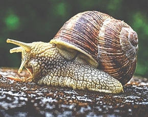 Foto de um caracol