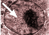 Carioplasma: rico em moléculas orgânicas