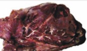 Carne bovina: presença de gordura saturada
