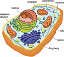 Célula Eucarionte: organização celular complexa e núcleo verdadeiro