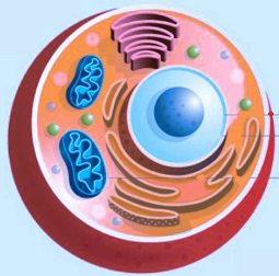 Ilustração de um modelo de célula eucariótica