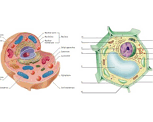 Célula animal e vegetal: muitas diferenças