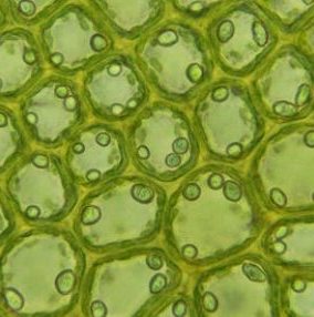 Imagem ampliada mostrando células de uma planta