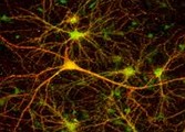 Neurônios: transmissão dos impulsos nervosos