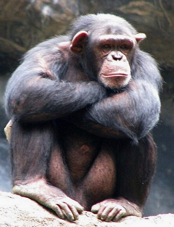 Foto de um chimpanz&eacute; adulto