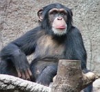 Chimpanzé: um primata que vive no centro da África