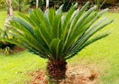 Cica: planta ornamental muito utilizada em jardins