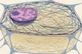 Citoesqueleto: estrutura com várias funções na célula